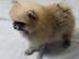 Teetasse Pomeranian Welpen verf�gbar !!!