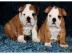 Bulldogs haben english Bulldog Welpen