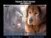 Tibet mastiff, Do-khyi