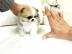 Wundersch�ner Zwergspitz / Pomeranian