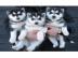 husky welpen