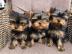 Typvolle Yorkshire Terrier Welpen mit VD