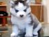 Blaue Augen Siberian Husky Welpen