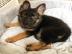 Dutch Shepherd X Deutscher Sch�ferhund