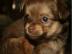 Chihuahua Welpen Langhaar R�den wurf 19. 