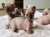 S��e Sphynxkatze-WHATSAPP: +436812092622