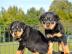 Rottweiler Welpen mit ADRK Papieren