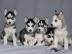 Reinrassige Siberian Husky Welpen