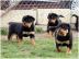 Rottweilerwelpen