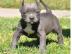 American Staffordshire Pitbull Terrier