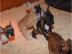 Franz�sische Bulldoggen Welpen mit Papi