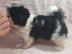Shih Tzu Welpen