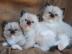 Weihnachten Ragdoll Kitten m?nnlich + we