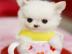 Pomeranian Zwergspitz welpen