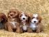 Cavapoo-Welpen