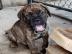 Adorable Bullmastiff Welpen zu verkaufen