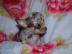 Luxus Mini! Toy Chihuahuawelpen Leopard