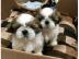 S??e m?nnliche und weibliche Shih Tzu We