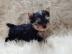 Gesunde Yorkshire Terrier Welpen. WhatsAp
