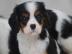 S��e Cavalier King Charles Spaniel Welpe
