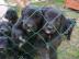 Golden Retriever / Bordercollie Welpen