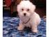 Malteser-Babys aus o�