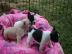 Verbluffende 12 weken Franse bulldog pup