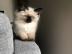 Baby kitten mit papieren