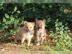 Shiba Inu Welpen