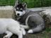Sechs Siberian Husky Welpen von den sech