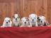 Engl. Bulldog Welpen mit Stammbaumpapiere