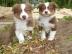 Australian shepherd Aussie mit FCI Papie