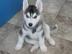 Siberian Husky Welpen