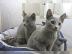 Bildh�bsche Russisch Blau Kitten