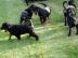 Wundersch�ne reinrassige Rottweilerwelpe