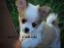 Super s��e mini chihuahua welpen mit pap