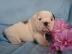 Englisch Bulldogge Welpen