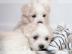 Bezaubernde Maltipoo Welpen d�rfen ab so