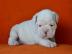 Englische Bulldoggenwelpen abzugeben