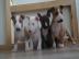Miniatur Bullterrier R�den / H�ndinnen