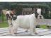Franz�sische Bulldoggen Welpen