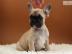 Franz?sische Bulldoggen Blue / Blue red