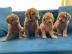 Entz?ckende Golden Doodle Welpen