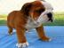 Englische Bulldoggen welpen