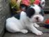 Franz?sische Bulldoggen Welpen