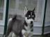 Traumhaft sch�ne Siberian Husky - Welpen
