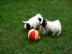 chihuahua welpen
