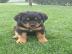 Hochwertige Rottweiller-Welpen