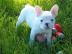 Simpatici cuccioli di bulldog francese