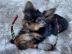 MINI Sch�n Yorkshire Terrier Steel Blue